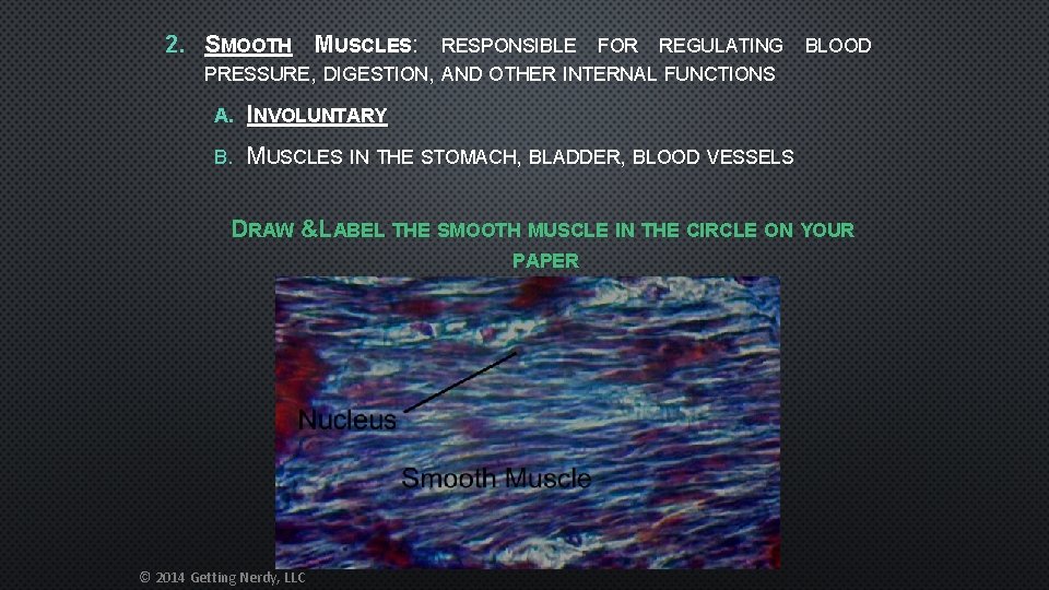 2. SMOOTH MUSCLES: RESPONSIBLE FOR REGULATING PRESSURE, DIGESTION, AND OTHER INTERNAL FUNCTIONS BLOOD A.