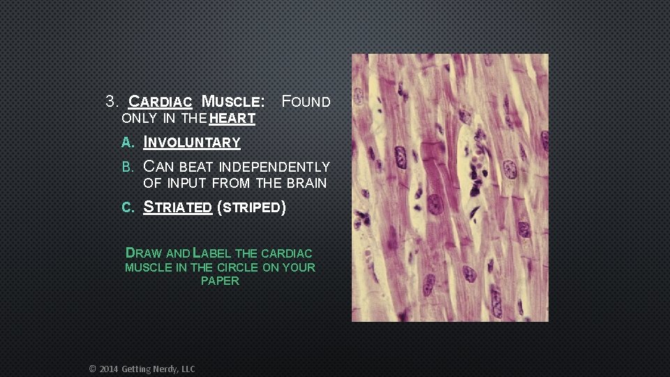 3. CARDIAC MUSCLE: FOUND ONLY IN THE HEART A. INVOLUNTARY B. CAN BEAT INDEPENDENTLY