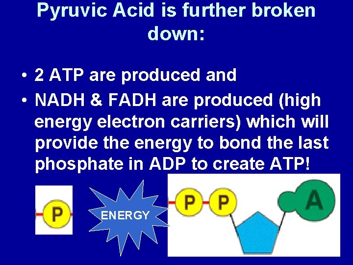 Pyruvic Acid is further broken down: • 2 ATP are produced and • NADH