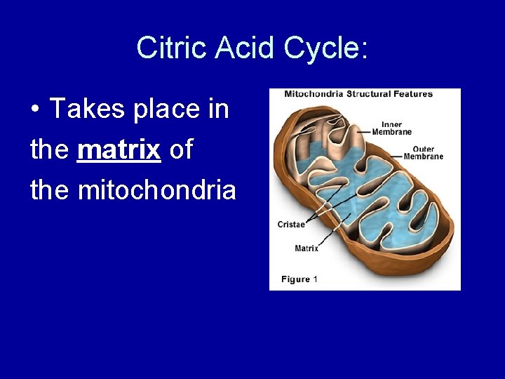 Citric Acid Cycle: • Takes place in the matrix of the mitochondria 