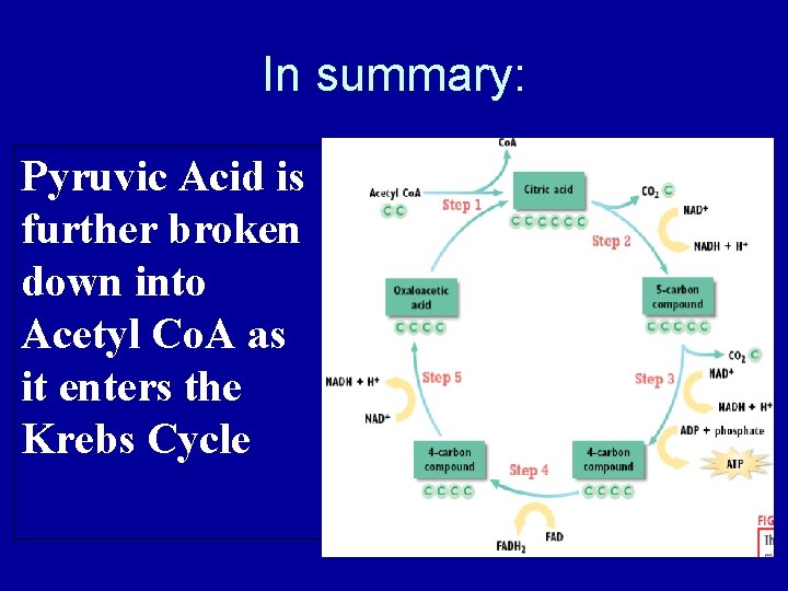 In summary: Pyruvic Acid is further broken down into Acetyl Co. A as it