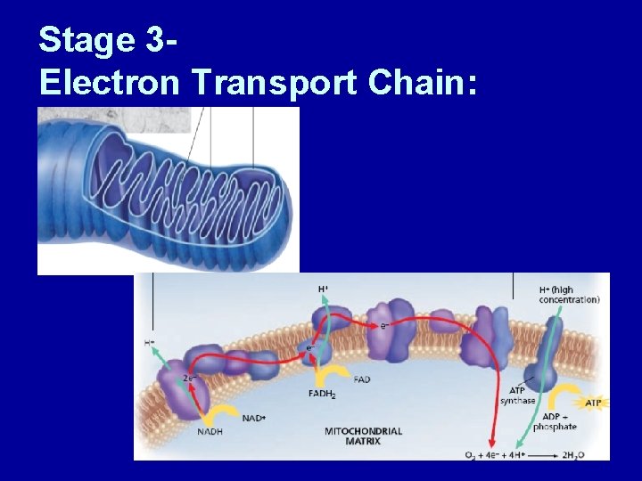 Stage 3 Electron Transport Chain: 