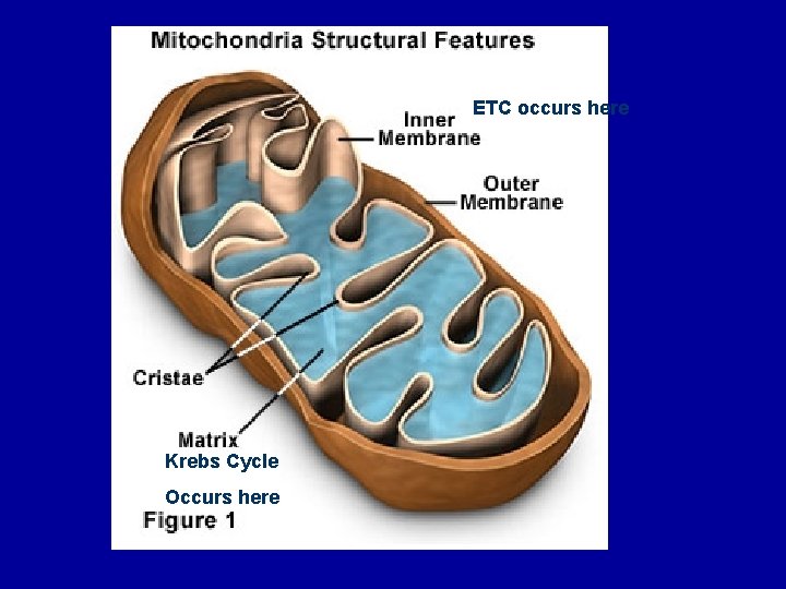 ETC occurs here Krebs Cycle Occurs here 