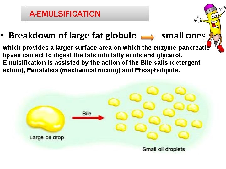 A-EMULSIFICATION • Breakdown of large fat globule small ones which provides a larger surface