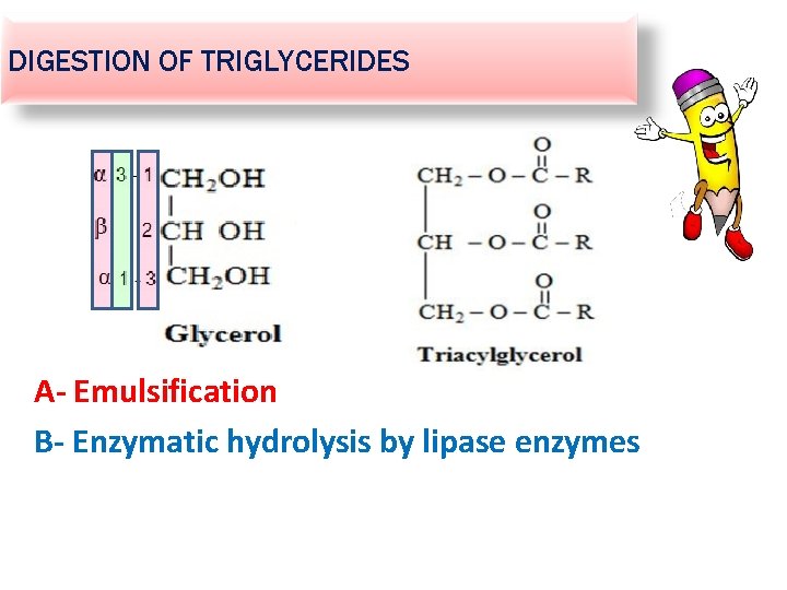 DIGESTION OF TRIGLYCERIDES A- Emulsification B- Enzymatic hydrolysis by lipase enzymes 