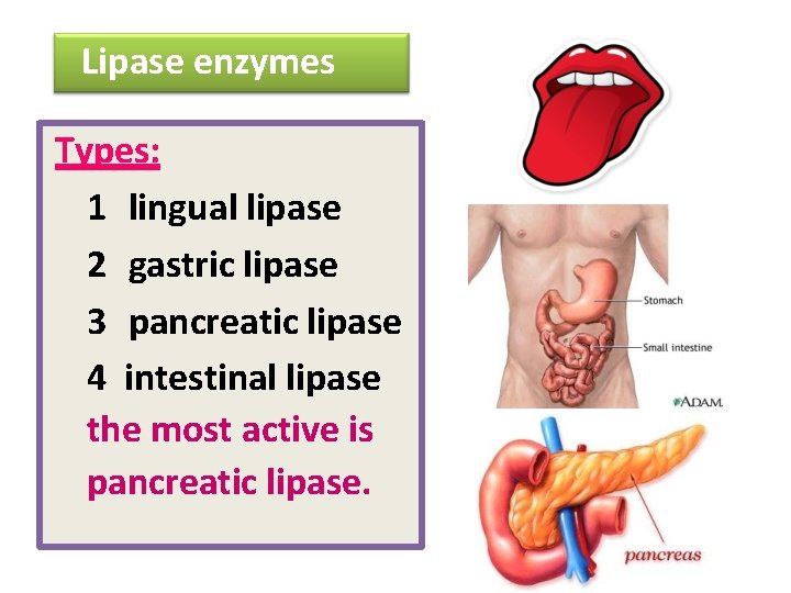 Lipase enzymes Types: 1 lingual lipase 2 gastric lipase 3 pancreatic lipase 4 intestinal