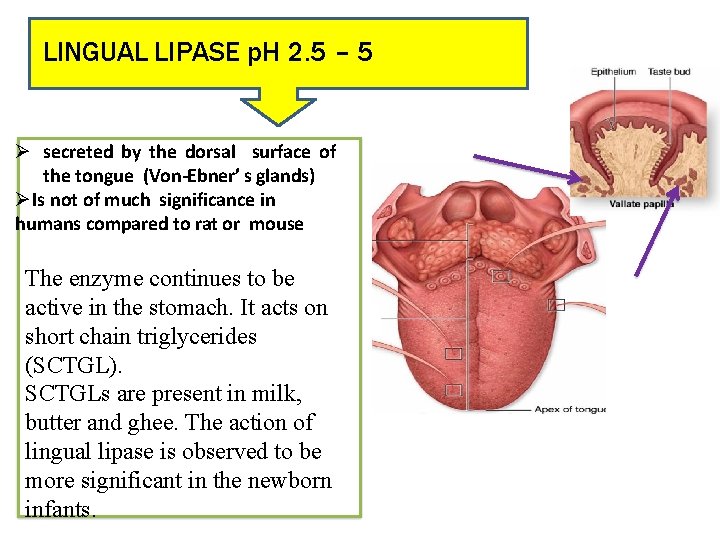 LINGUAL LIPASE p. H 2. 5 – 5 secreted by the dorsal surface of