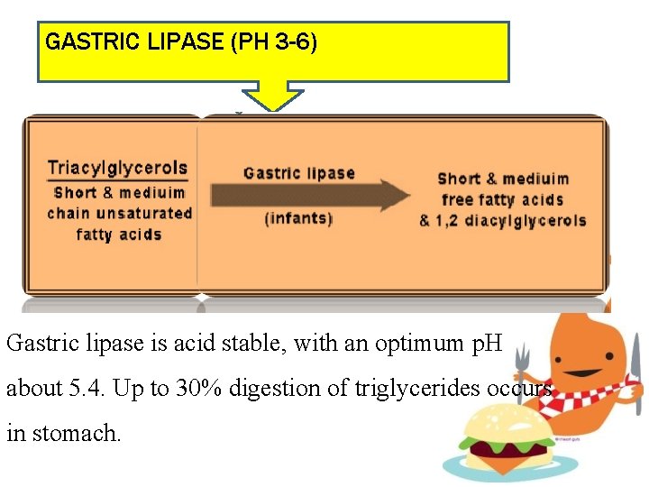 GASTRIC LIPASE (PH 3 -6) Gastric lipase is acid stable, with an optimum p.