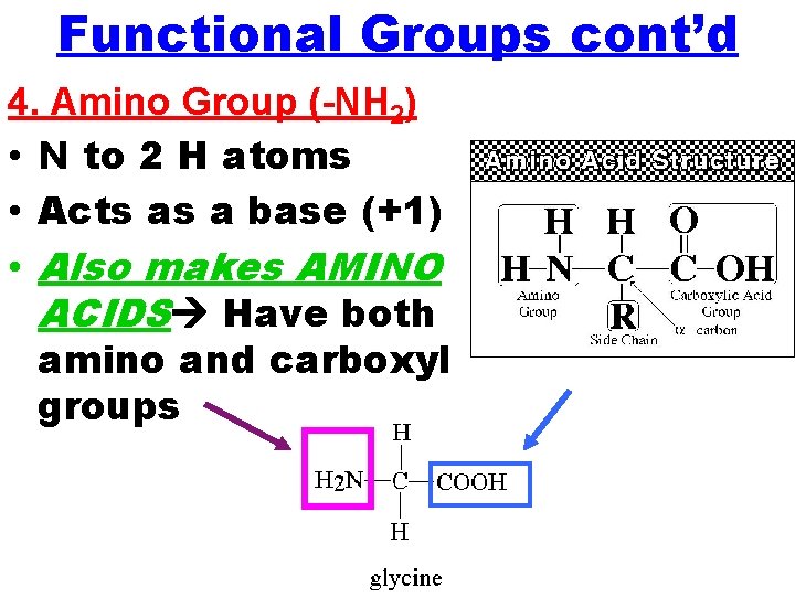 Functional Groups cont’d 4. Amino Group (-NH 2) • N to 2 H atoms Functional Groups cont’d 4. Amino Group (-NH 2) • N to 2 H atoms
