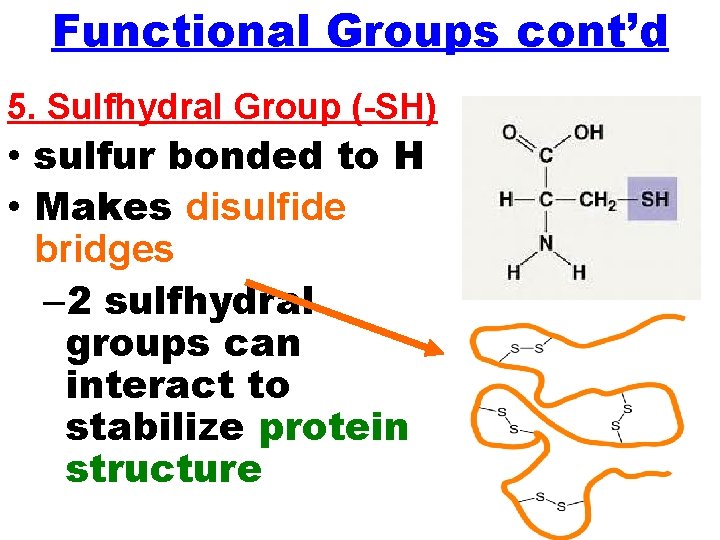 Functional Groups cont’d 5. Sulfhydral Group (-SH) • sulfur bonded to H • Makes Functional Groups cont’d 5. Sulfhydral Group (-SH) • sulfur bonded to H • Makes