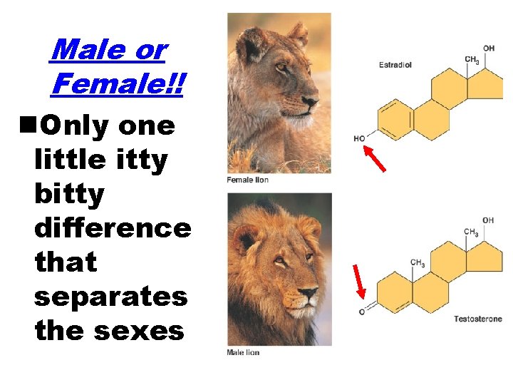 Male or Female!! n. Only one little itty bitty difference that separates the sexes Male or Female!! n. Only one little itty bitty difference that separates the sexes
