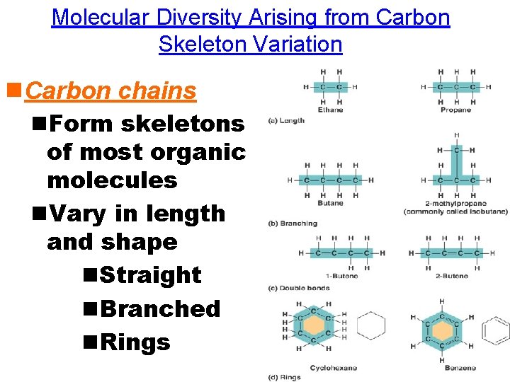 Molecular Diversity Arising from Carbon Skeleton Variation n. Carbon chains n. Form skeletons of Molecular Diversity Arising from Carbon Skeleton Variation n. Carbon chains n. Form skeletons of