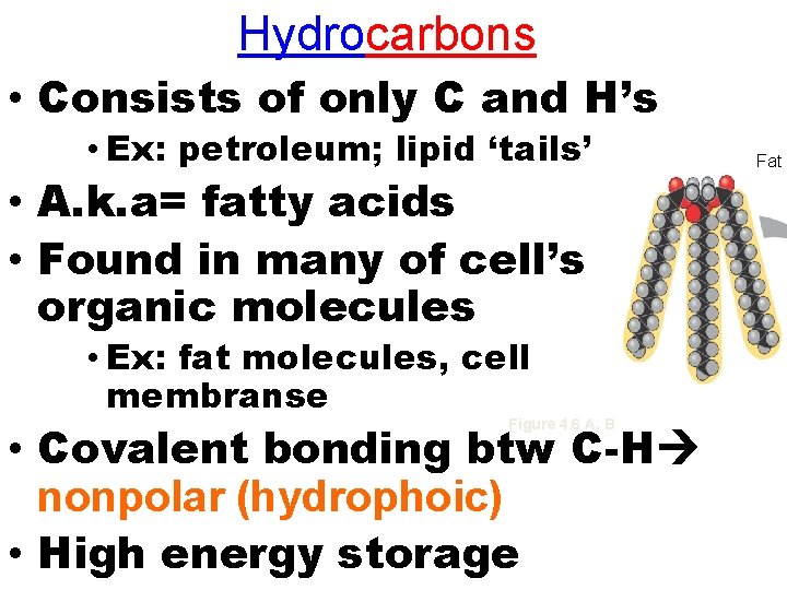 Hydrocarbons • Consists of only C and H’s • Ex: petroleum; lipid ‘tails’ • Hydrocarbons • Consists of only C and H’s • Ex: petroleum; lipid ‘tails’ •