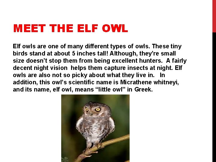 MEET THE ELF OWL Elf owls are one of many different types of owls.