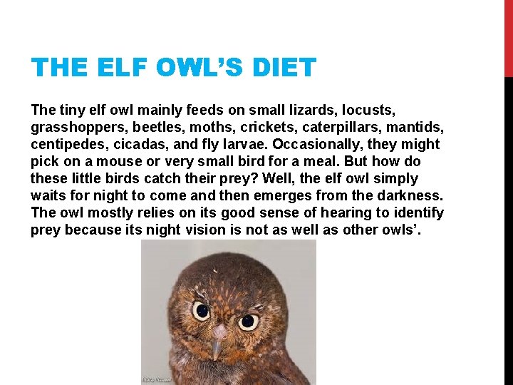 THE ELF OWL’S DIET The tiny elf owl mainly feeds on small lizards, locusts,