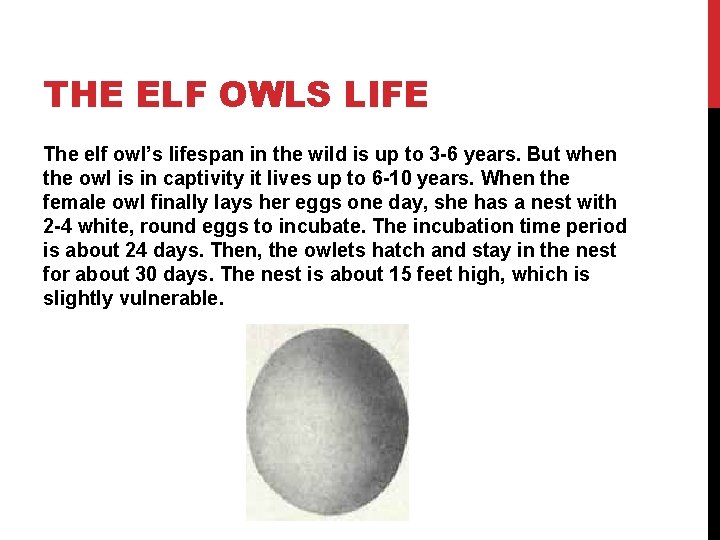 THE ELF OWLS LIFE The elf owl’s lifespan in the wild is up to