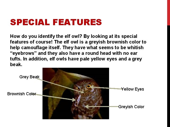 SPECIAL FEATURES How do you identify the elf owl? By looking at its special