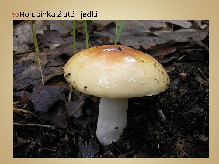  Holubinka žlutá - jedlá 