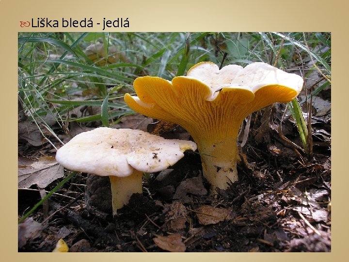  Liška bledá - jedlá 