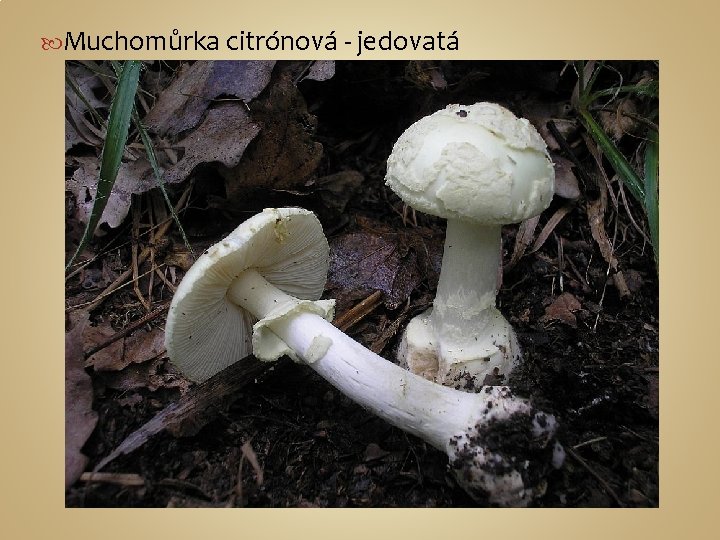  Muchomůrka citrónová - jedovatá 