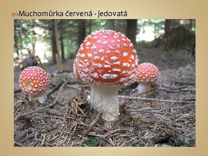  Muchomůrka červená - jedovatá 