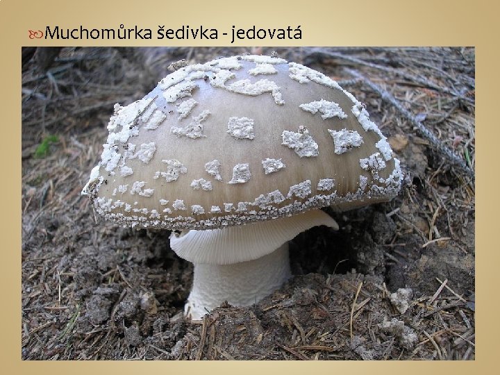  Muchomůrka šedivka - jedovatá 