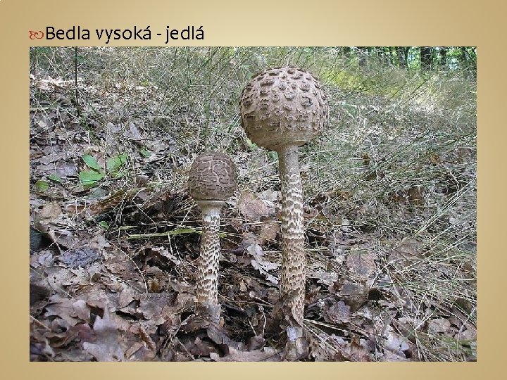  Bedla vysoká - jedlá 