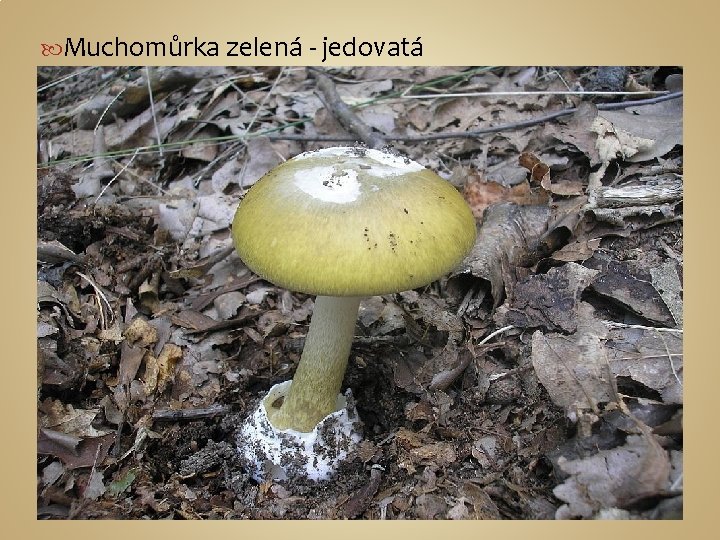  Muchomůrka zelená - jedovatá 