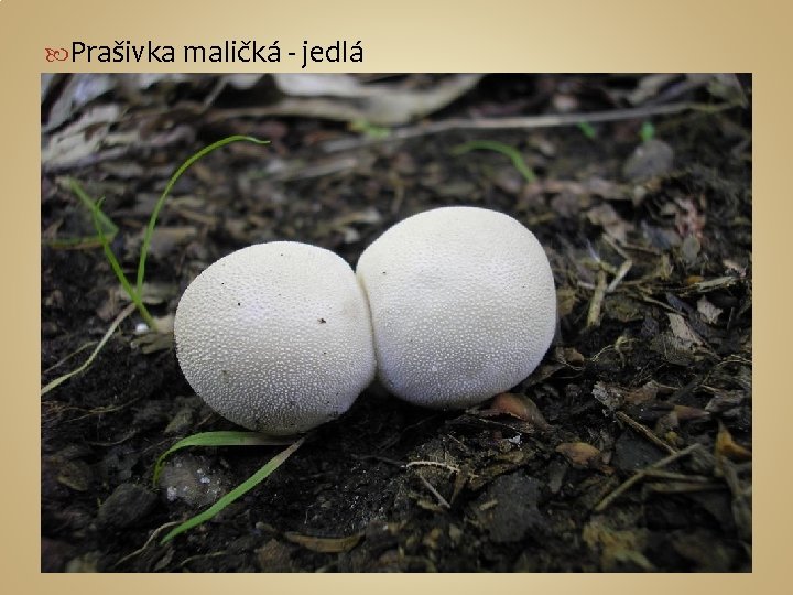  Prašivka maličká - jedlá 