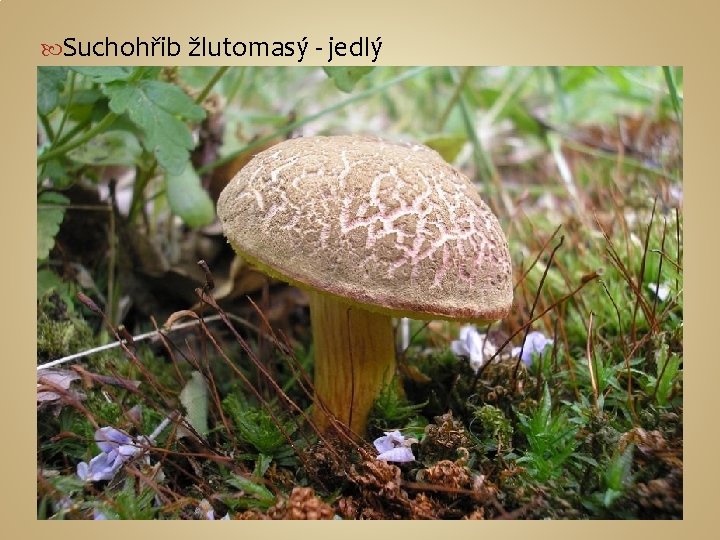  Suchohřib žlutomasý - jedlý 