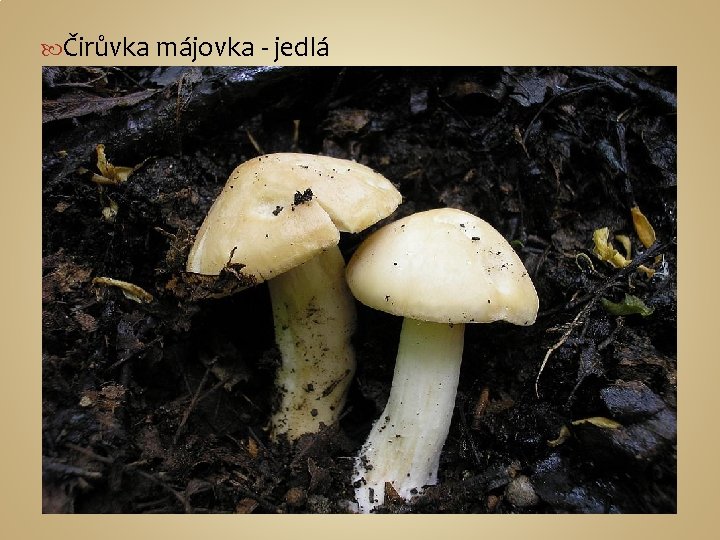  Čirůvka májovka - jedlá 