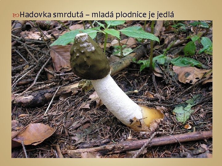  Hadovka smrdutá – mladá plodnice je jedlá 