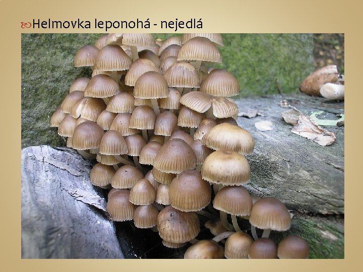  Helmovka leponohá - nejedlá 