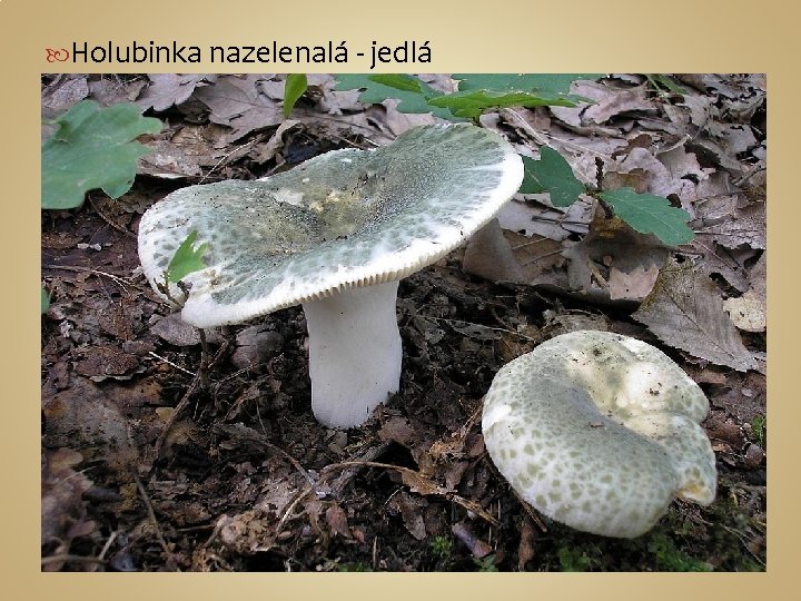  Holubinka nazelenalá - jedlá 