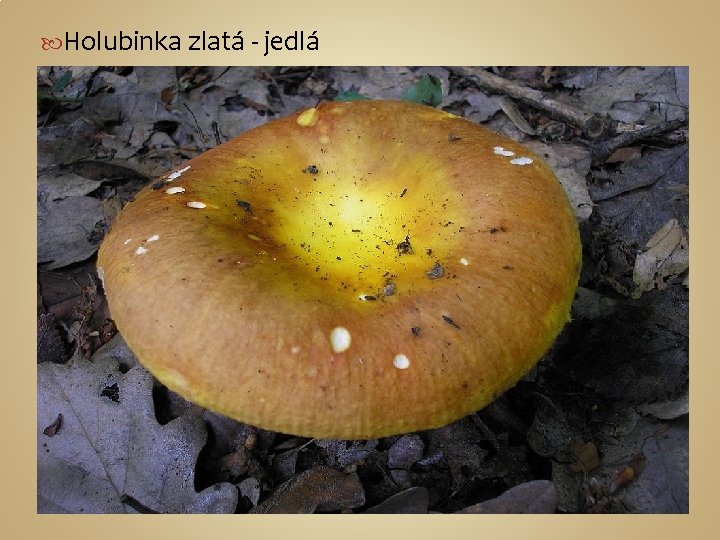  Holubinka zlatá - jedlá 