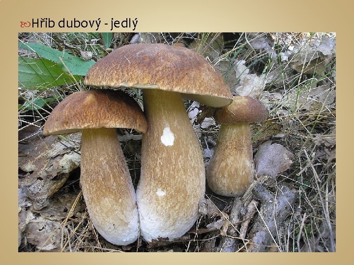  Hřib dubový - jedlý 