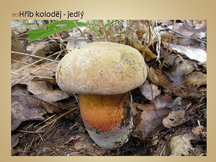  Hřib koloděj - jedlý 