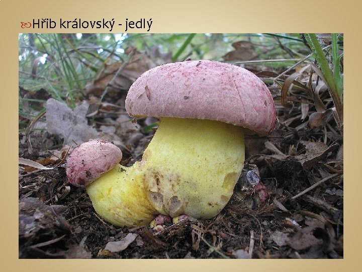  Hřib královský - jedlý 