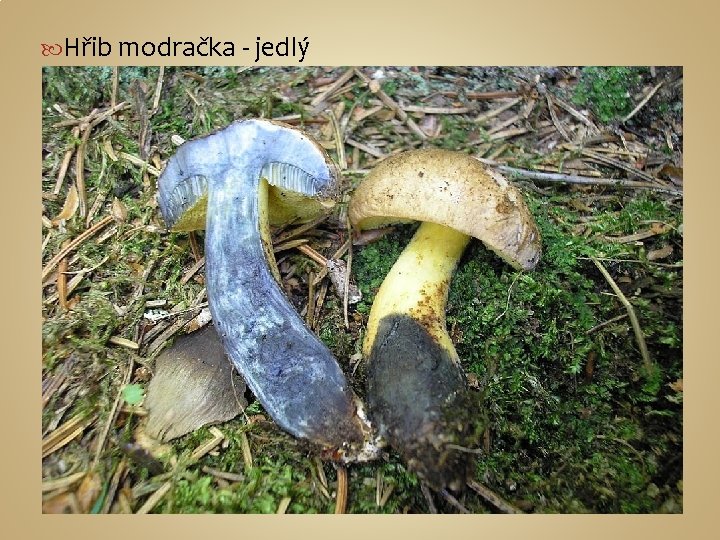  Hřib modračka - jedlý 