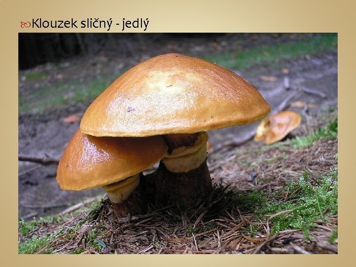  Klouzek sličný - jedlý 