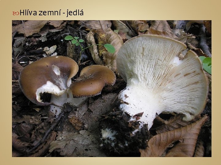  Hlíva zemní - jedlá 