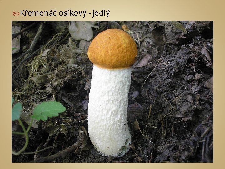  Křemenáč osikový - jedlý 