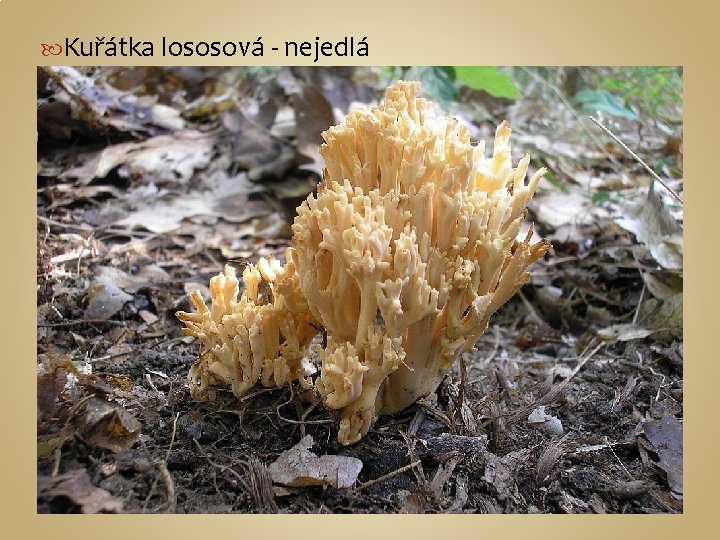  Kuřátka lososová - nejedlá 