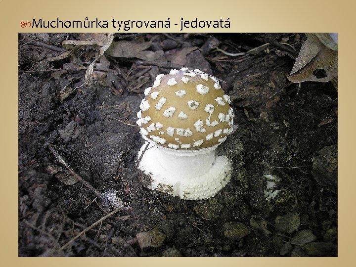  Muchomůrka tygrovaná - jedovatá 