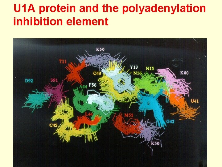 U 1 A protein and the polyadenylation inhibition element 