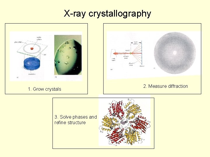 X-ray crystallography 1. Grow crystals 3. Solve phases and refine structure 2. Measure diffraction