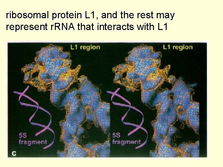 ribosomal protein L 1, and the rest may represent r. RNA that interacts with