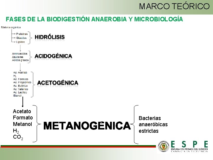 MARCO TEÓRICO FASES DE LA BIODIGESTIÓN ANAEROBIA Y MICROBIOLOGÍA Acetato Formato Metanol H 2