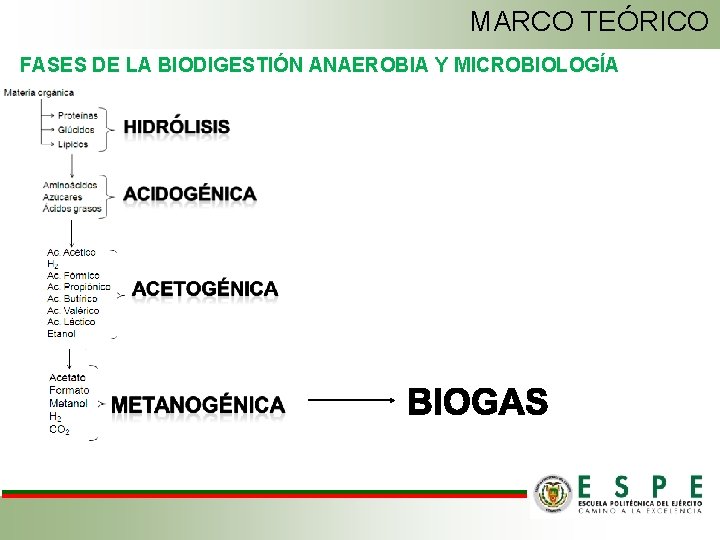 MARCO TEÓRICO FASES DE LA BIODIGESTIÓN ANAEROBIA Y MICROBIOLOGÍA 