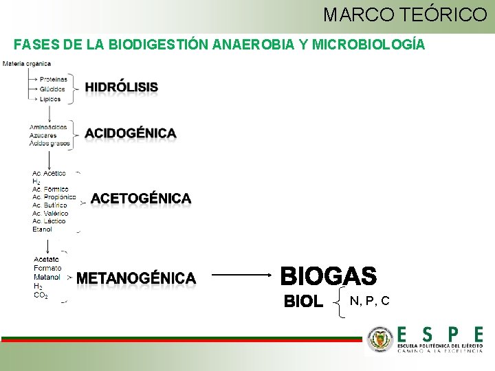 MARCO TEÓRICO FASES DE LA BIODIGESTIÓN ANAEROBIA Y MICROBIOLOGÍA N, P, C 